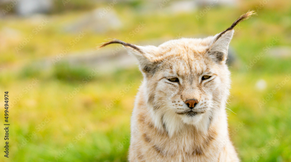 Eurasian lynx lynx portrait outdoors in the wilderness. Endangered species and animal photography concept. Eurasian lynx lynx portrait outdoors in the wilderness. Endangered species and animal photography concept.