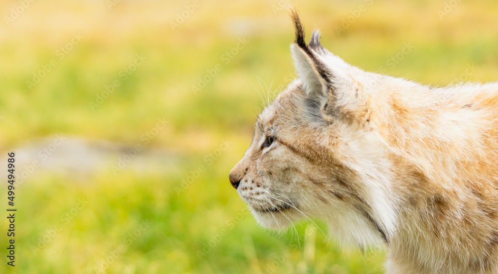 Fototapeta premium Eurasian lynx lynx portrait outdoors in the wilderness. Endangered species and animal photography concept.