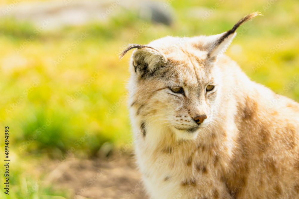 Eurasian lynx lynx portrait outdoors in the wilderness. Endangered species and animal photography concept. Eurasian lynx lynx portrait outdoors in the wilderness. Endangered species and animal photography concept.