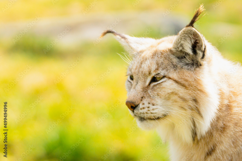 Obraz premium Eurasian lynx lynx portrait outdoors in the wilderness. Endangered species and animal photography concept.