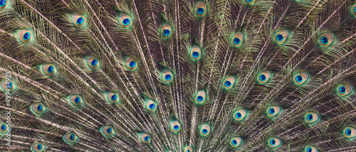 The Indian peafowl, Pavo cristatus feather pattern. Common peafowl, peacock web banner. photo