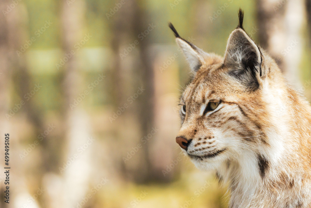 Obraz premium Eurasian lynx lynx portrait outdoors in the wilderness. Endangered species and animal photography concept.