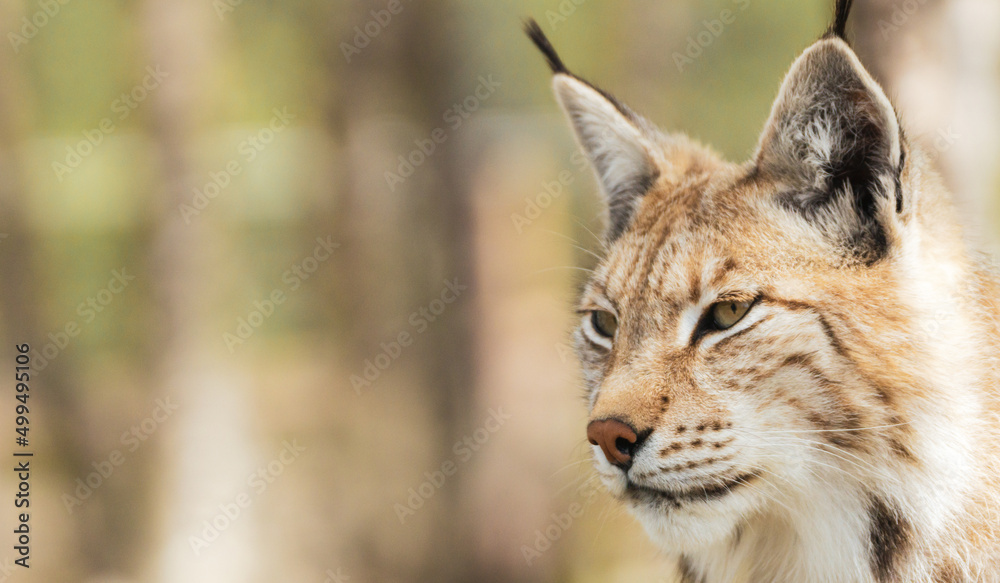 Eurasian lynx lynx portrait outdoors in the wilderness. Endangered species and animal photography concept. Eurasian lynx lynx portrait outdoors in the wilderness. Endangered species and animal photography concept.