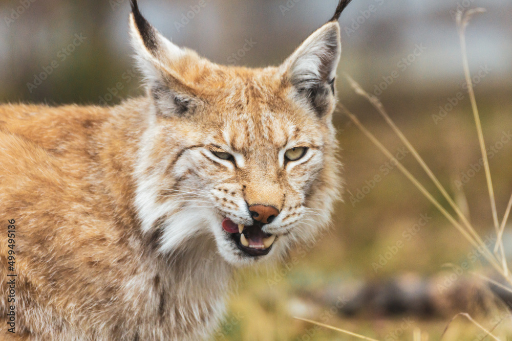 Fototapeta premium Eurasian lynx lynx portrait outdoors in the wilderness. Endangered species and animal photography concept.