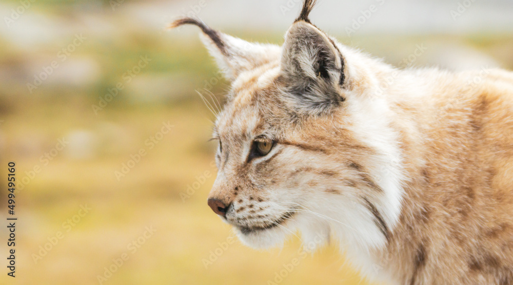Obraz premium Eurasian lynx lynx portrait outdoors in the wilderness. Endangered species and animal photography concept.