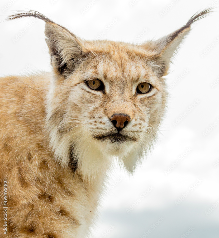 Obraz premium Eurasian lynx lynx portrait outdoors in the wilderness. Endangered species and animal photography concept.