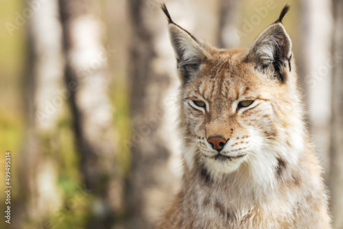 Eurasian lynx lynx portrait outdoors in the wilderness. Endangered species and animal photography concept. © Jon Anders Wiken