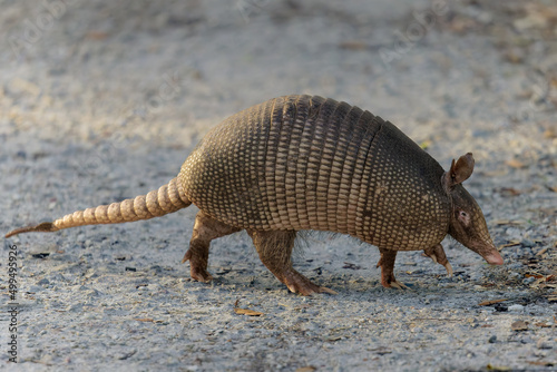 Armadillo Walking on Nature Trail
