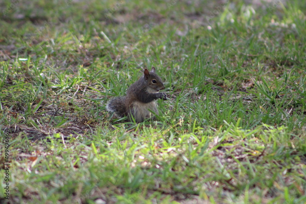 Fototapeta premium Brown Fluffy Squirrel Eating Nut 