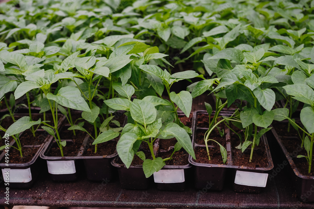 Pepper is growing in plastic pots. Green plants growing in a greenhouse