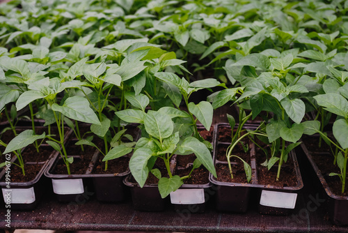 Pepper is growing in plastic pots. Green plants growing in a greenhouse