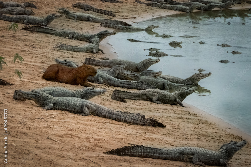 Tired of being a capybara, now I'm an alligator Stock-Foto | Adobe Stock