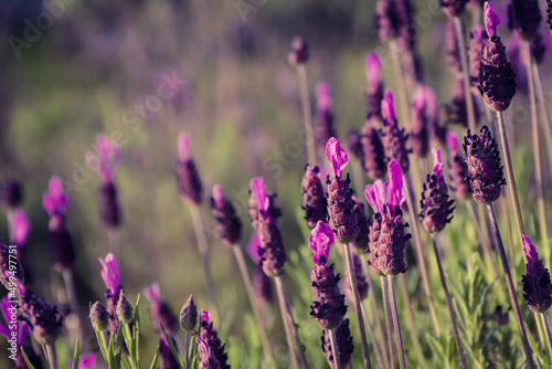 Lavender in wild flower. Aromatic plants. Selective focus. Copy space.