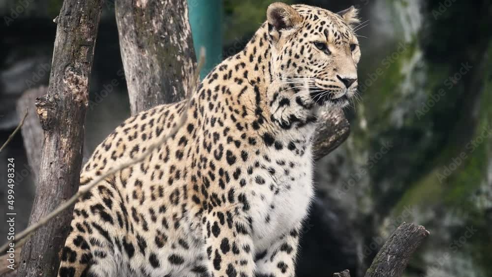 Amur leopard (Panthera pardus orientalis) in captivity Amur leopard (Panthera pardus orientalis) in captivity