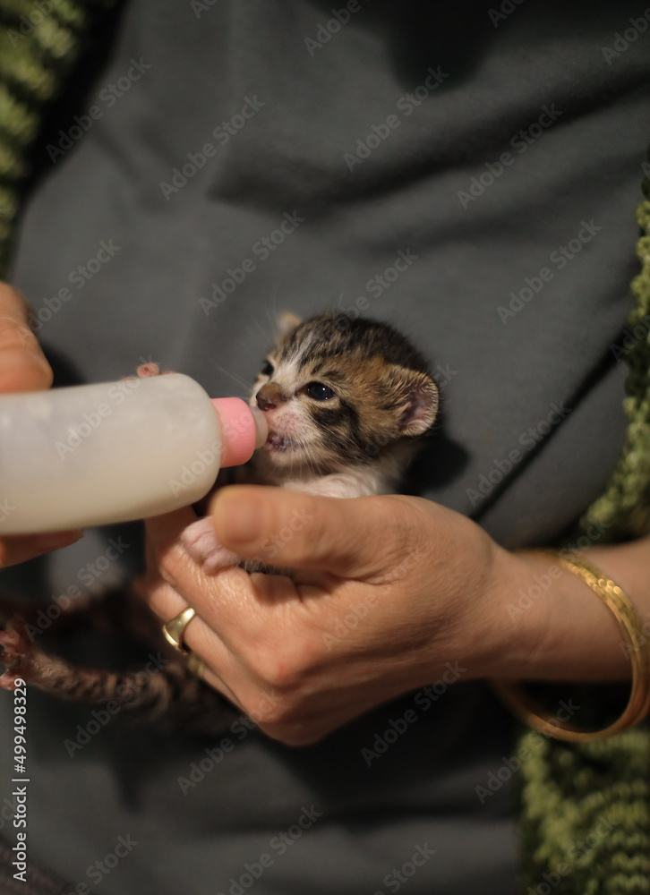 Newborn cats being bottle-fed by humans