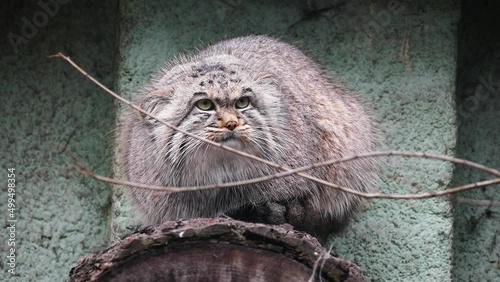 Pallas's cat (Otocolobus manul) or manul in captivity