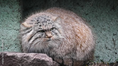 Pallas's cat (Otocolobus manul) or manul in captivity