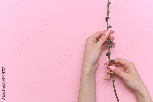 A willow branch on a pink background in the hands of a girl. Palm Sunday. Easter. Copy space