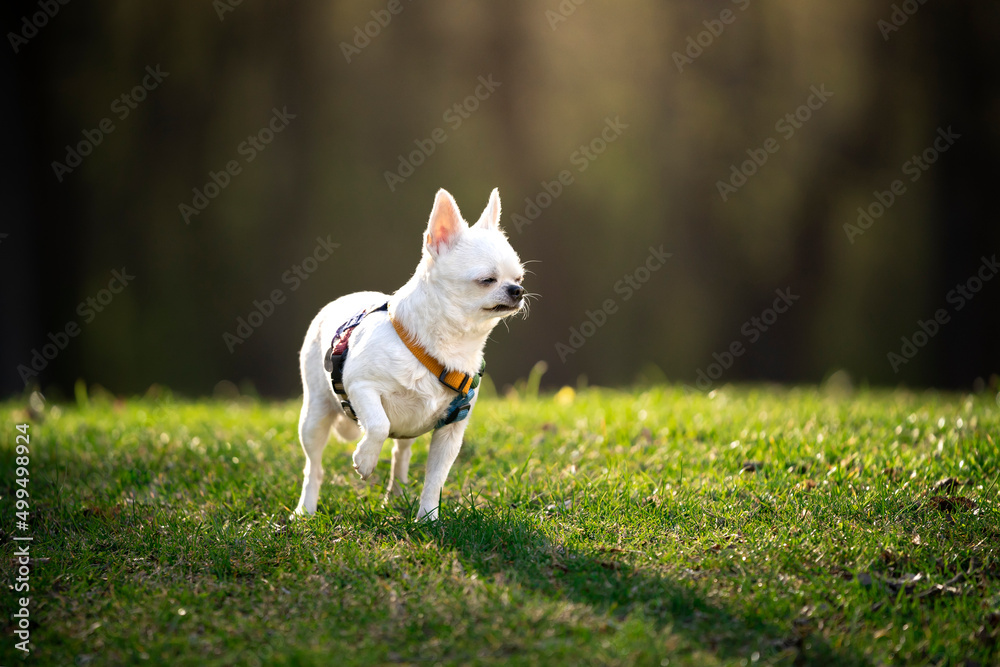 Piea rasy chihuahua stoi na trawie Piea rasy chihuahua stoi na trawie