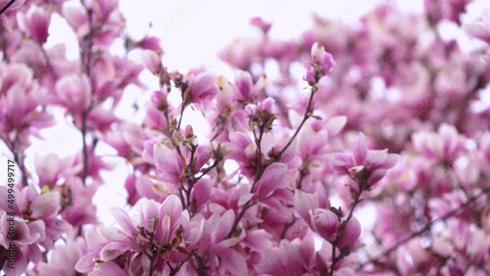 opulent blooming magnolia tree swaying on the wind on spring day opulent blooming magnolia tree swaying on the wind on spring day