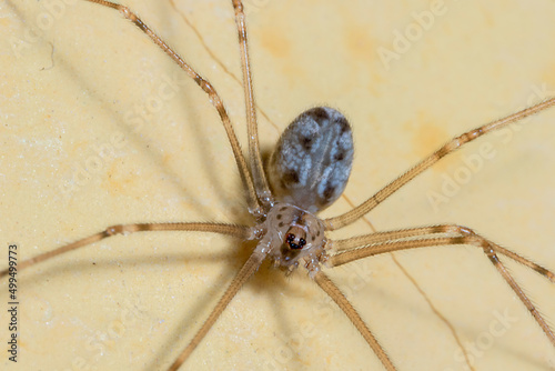 a household spider on the top of a yellow wall