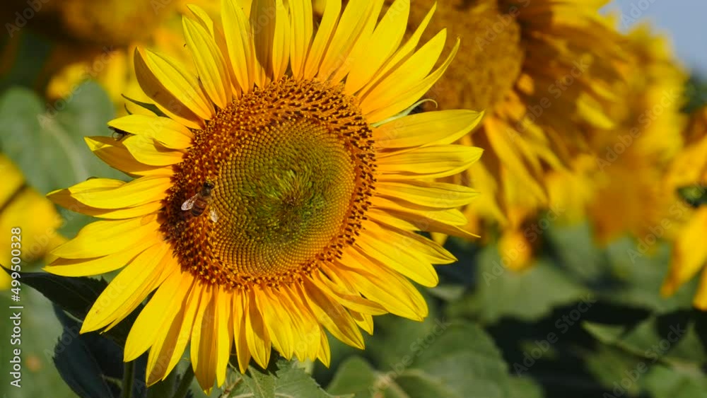 Honey bee and flower. A lot of bees collecting pollen on yellow sunflower. Provence in France. Slow motion Honey bee and flower. A lot of bees collecting pollen on yellow sunflower. Provence in France. Slow motion