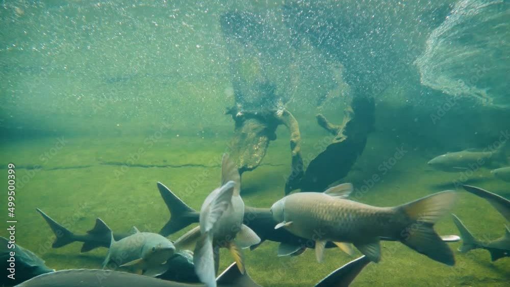 Grass carp (Ctenopharyngodon idella), American paddlefish (Polyodon spathula) and Siberian