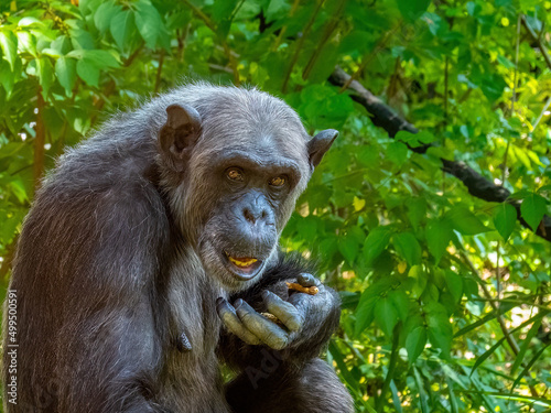 Elderly Female Chimpanzee Eating