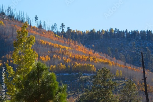 Canvas-taulu Yellow aspens growing on a burn scar on a hillside near Flagstaff, Arizona