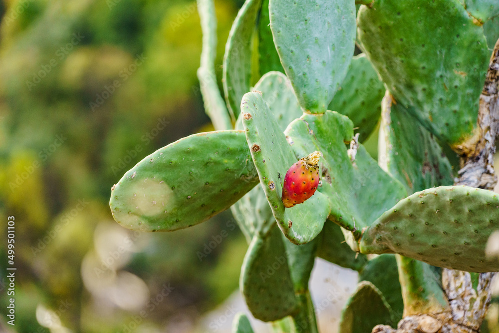Cactus plants, succulent outdoors Cactus plants, succulent outdoors