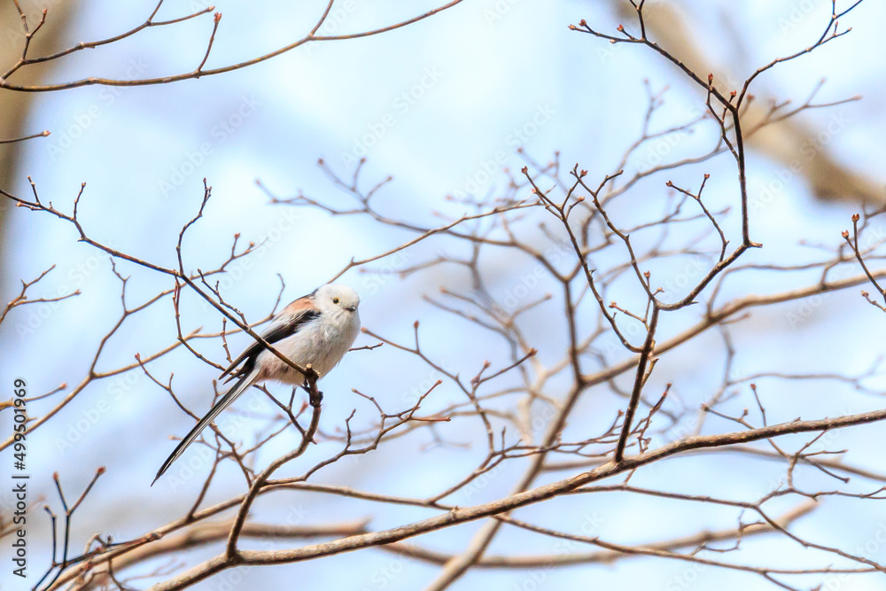 北海道白老町、初春の森で出会ったシマエナガ【4月】