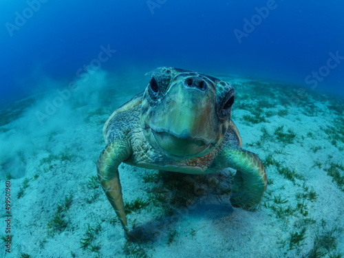 sea turtle underwater close up looking at camera caretta caretta mediterranean fauna blue water close up © underocean