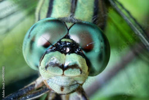 close up view of a green dragonfly