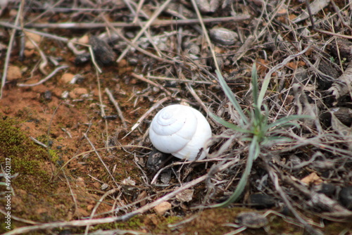 snail shell on the forest