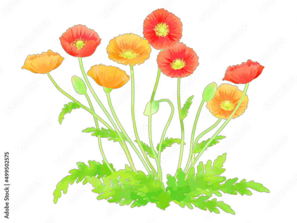 Obraz premium 手描きの、ポピーのイラスト素材