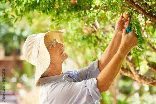 Retirement is the perfect time to take up a hobby. Shot of a senior woman picking pomegranates from a tree in her backyard.