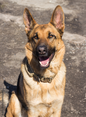 Beautiful german shepherd portrait. Happy dog looks at the camera. The dog is man's best friend. Dog poses while sitting on a sunny day. © Dubnytskaya Photo