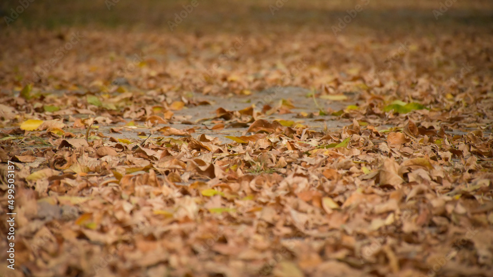 fotos tomadas el mismo dia en otoño