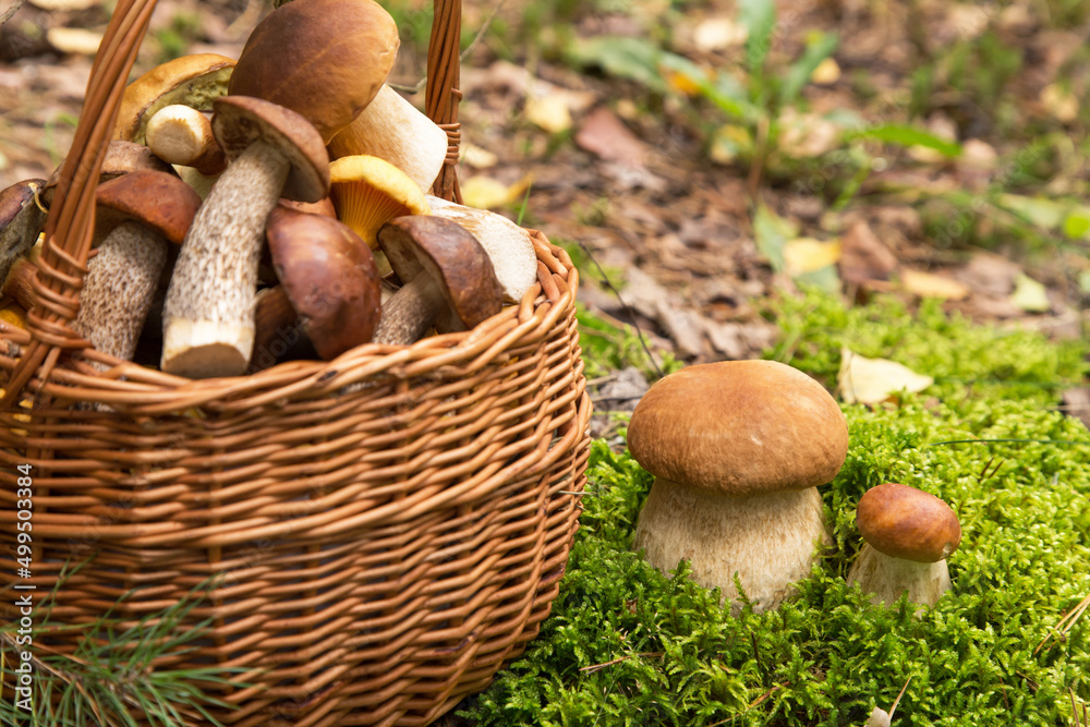 Edible porcini wild mushroom growing in moss in autumn fall forest in sunlight close up. Mushrooms in basket in nature Edible porcini wild mushroom growing in moss in autumn fall forest in sunlight close up. Mushrooms in basket in nature