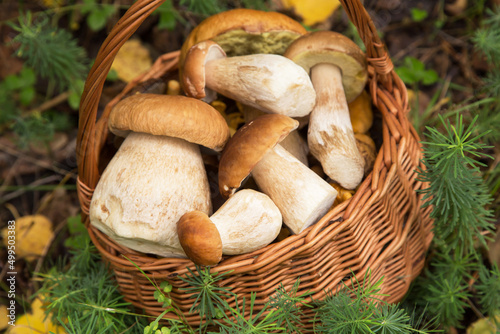 Edible wild porcini boletus mushrooms in wicker basket in nature in forest close up 
