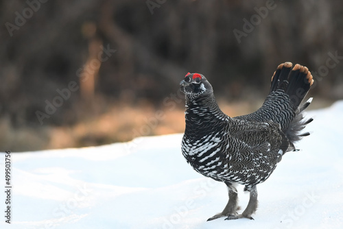 A male Spruce Grouse (Canachites canadensis) struts through Alaska's boreal forest in search of a mate.	 photo