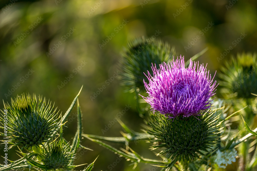 Wild beautiful purple Bull Thistle at the Ravine Wild beautiful purple Bull Thistle at the Ravine