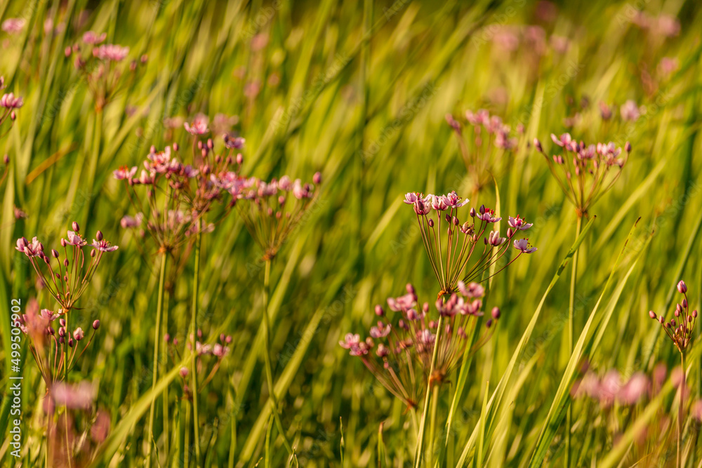 Beautiful pink grass rush flower at the swamp