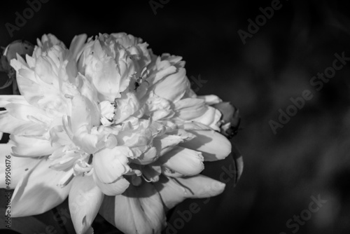 Beautiful Peony flower in the spring