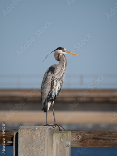 Alert Adult Great Blue Heron Standing on a Concrete Post