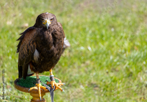 Harris's hawk (Parabuteo unicinctus), formerly known as the bay-winged hawk, stands on a stand in the garden photo
