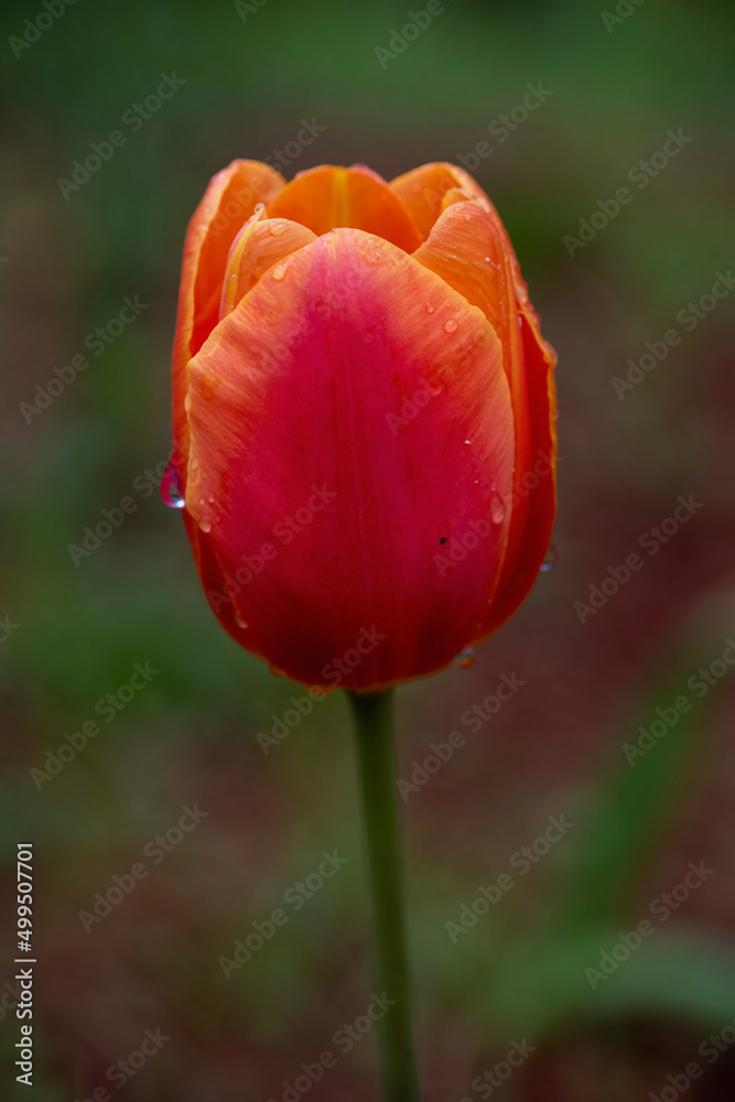 Beautiful Tulip after rain Beautiful Tulip after rain
