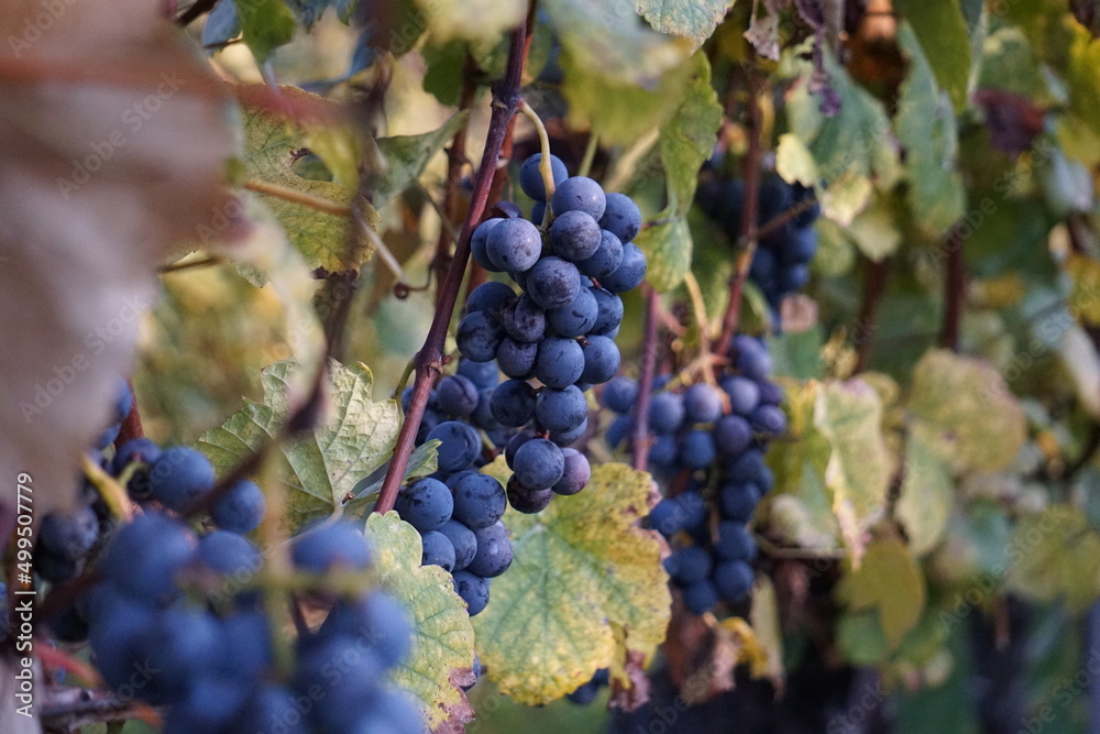 Naklejka premium Blaue Trauben am Rebstock