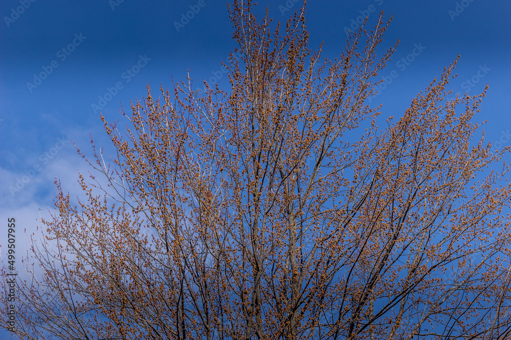 Beautiful Maple Tree flowering in the spring time Beautiful Maple Tree flowering in the spring time