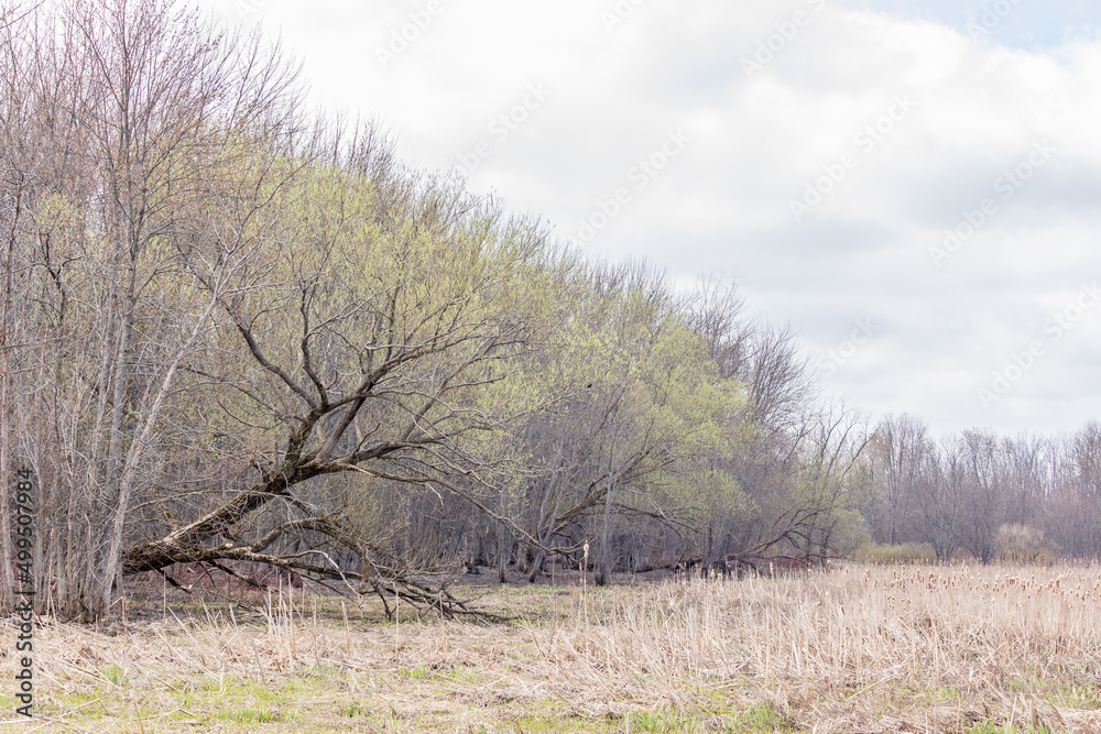Fototapeta premium green tree bud bloom in the spring